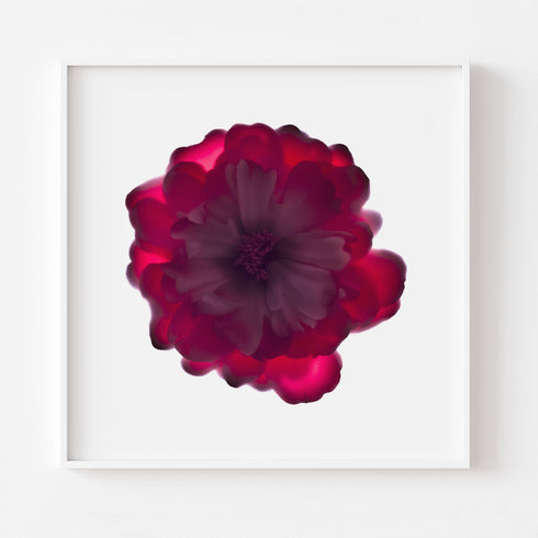 Magenta Rose Floral Art Print