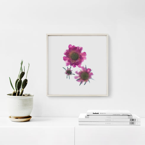 Pink Scabiosa Trio Floral Art Print