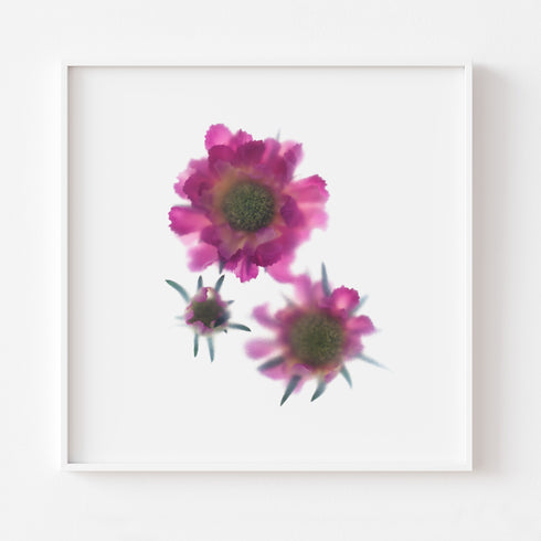 Pink Scabiosa Trio Floral Art Print