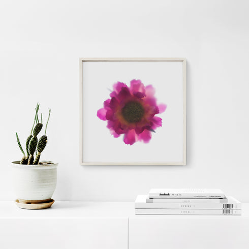 Pink Scabiosa Floral Art Print