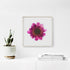 Pink Scabiosa Floral Art Print