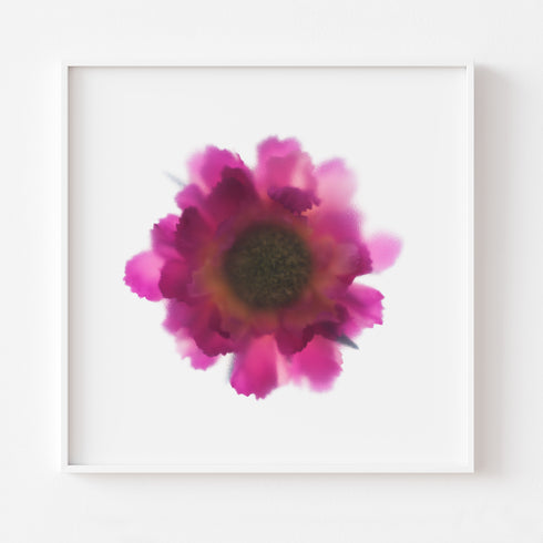 Pink Scabiosa Floral Art Print