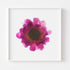 Pink Scabiosa Floral Art Print