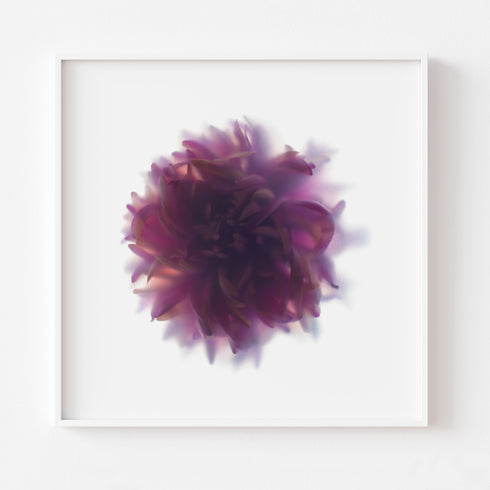Purple Chrysanthemum Floral Art Print