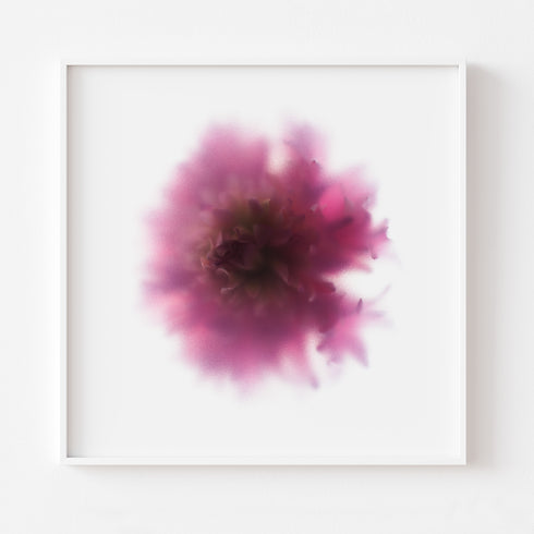 Pink Chrysanthemum Floral Art Print