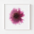 Pink Chrysanthemum Floral Art Print