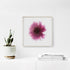 Pink Chrysanthemum Floral Art Print