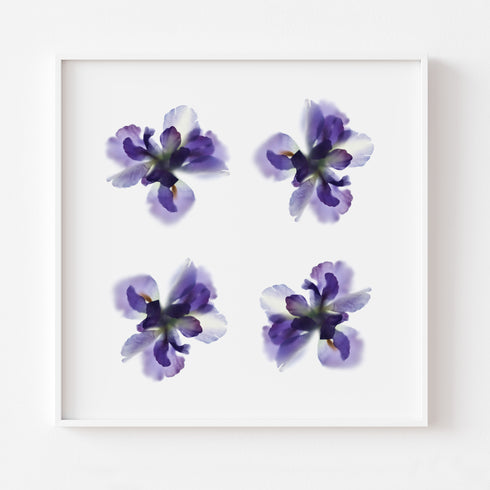 Purple Irides Floral Art Print