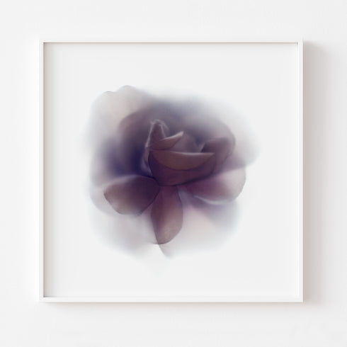 Purple Rose Floral Art Print