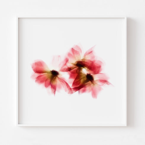 Red Daisy Trio Garden Flower Art Print