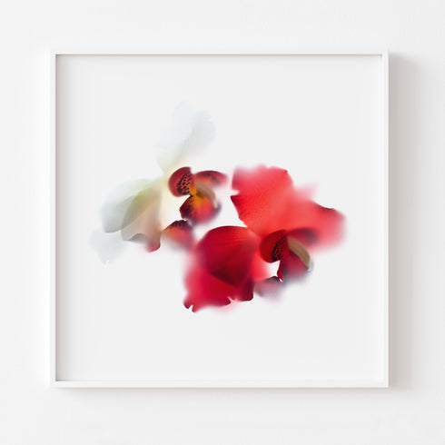 Red & White Orchid Flower Art Print