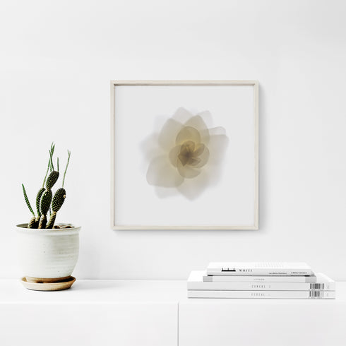 White Rose Flower - Art Print