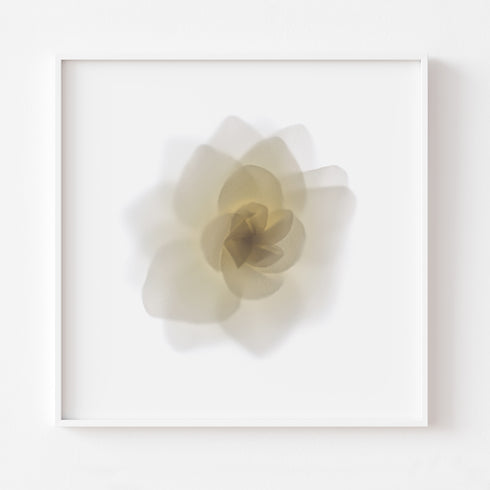 White Rose Flower - Art Print