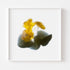 Yellow Buttercups Flower Art Print