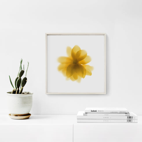 Yellow Daisy Flower Art Print