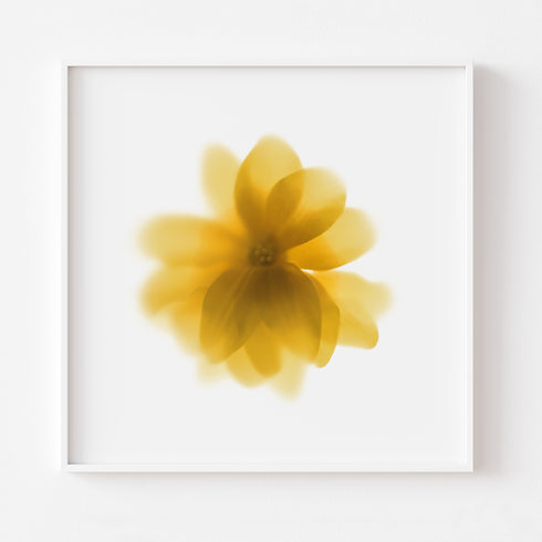 Yellow Daisy Flower Art Print