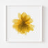 Yellow Daisy Flower Art Print