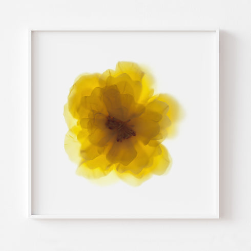 Yellow Rose Flower Art Print