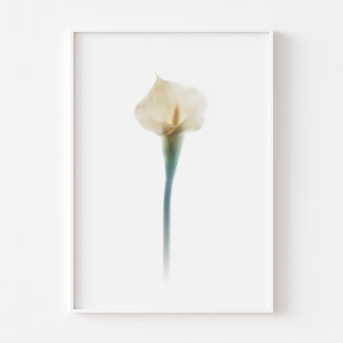 White Calla Lily Art Print Set