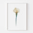 White Calla Lily I Art Print