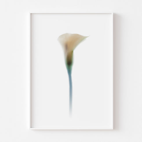 White Calla Lily II Art Print