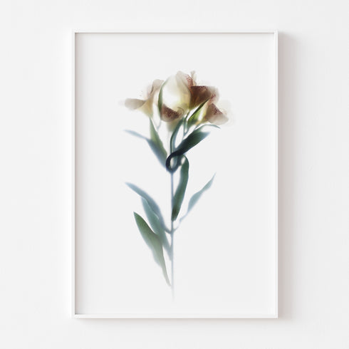 White Lily Stem Floral Art Print