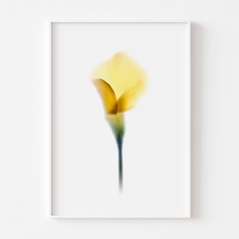 Yellow Calla Lily Floral Art Print