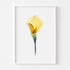 Yellow Calla Lily Floral Art Print