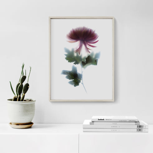 Pink Chrysanthemum Floral Art Print
