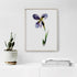 Purple Iris Stem Floral Art Print