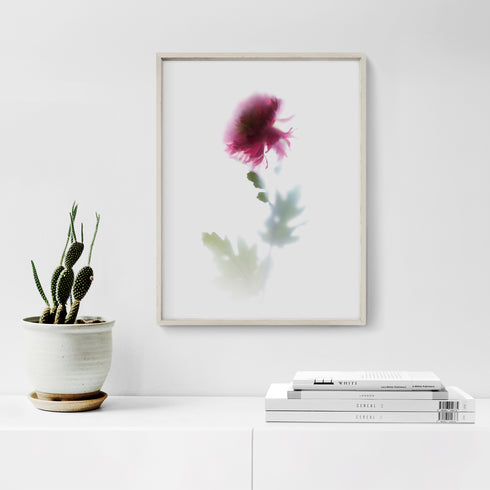 Pink Chrysanthemum Stem Floral Art Print