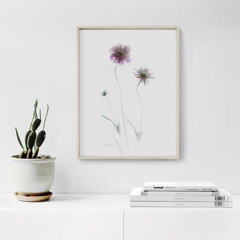 Purple Scabiosa Floral Art Print