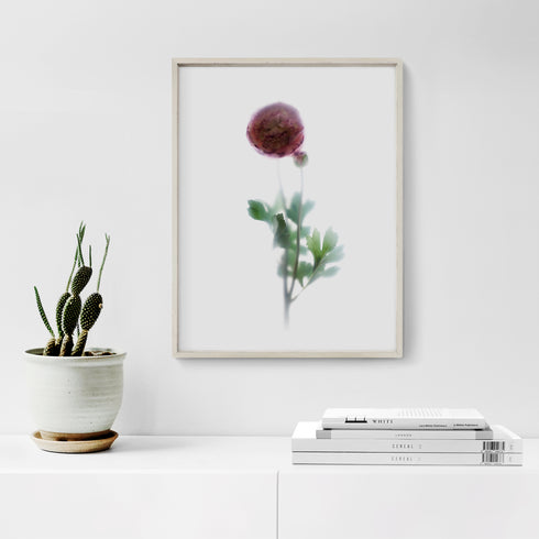 Pink Ranunculus Floral Art Print