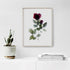 Red Rose Stem Floral Art Print