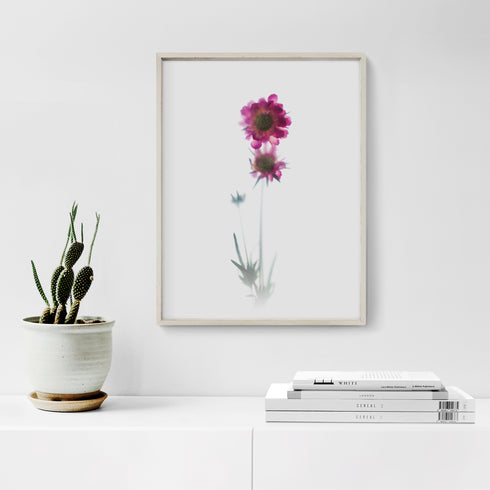 Pink Scabiosa Stem II Floral Art Print