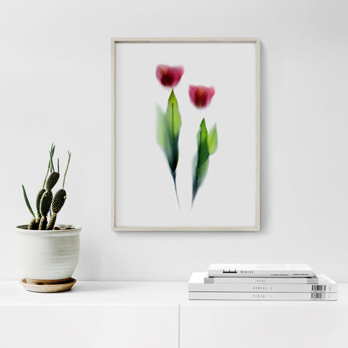 Two Pink Tulips Floral Art Print