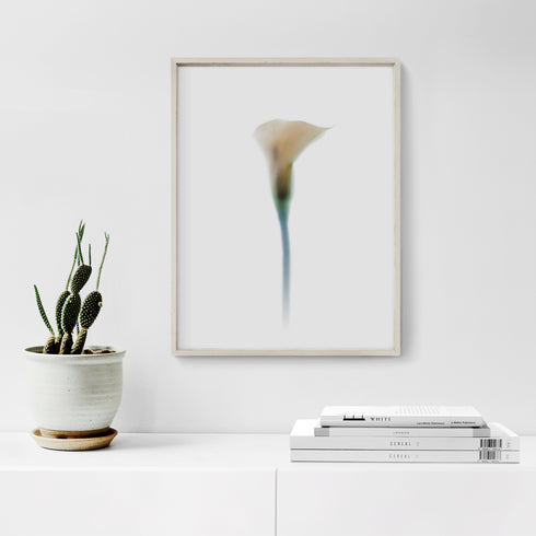 White Calla Lily II Art Print