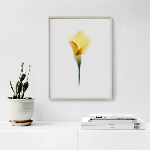 Yellow Calla Lily Floral Art Print