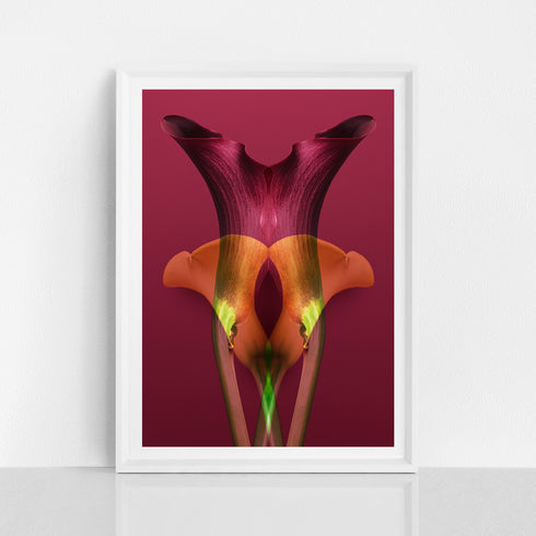 Yellow & Bugundy Calla Lilies - Signed Edition Art Print