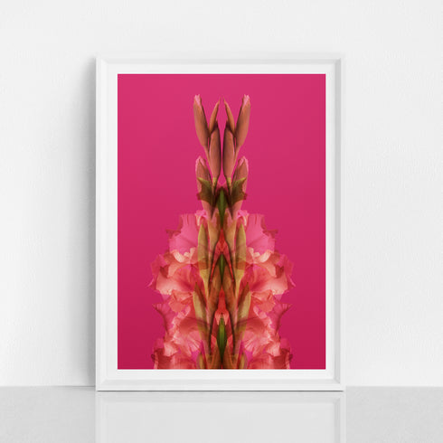 Pink Gladiolus - Signed Edition Art Print