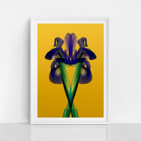 Purple Iris - Signed Edition Art Print