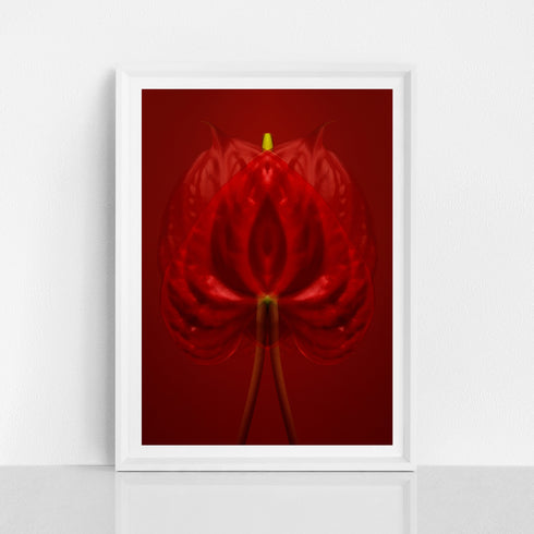 Red Anthurium - Signed Edition Art Print