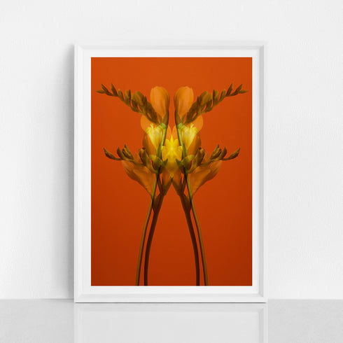 Yellow Freesia on Orange - Signed Edition Art Print
