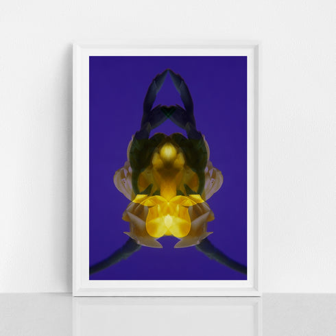 Yellow Freesia on Purple - Signed Edition Art Print