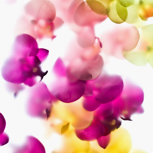 Bright Orchids II Floral Art Print