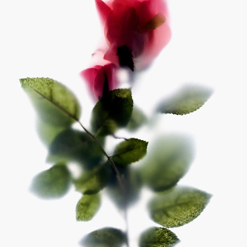 Pink Rose Stem Floral Art Print