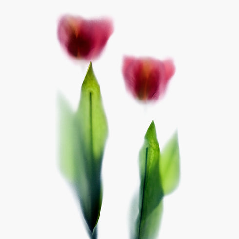 Two Pink Tulips Floral Art Print