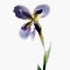 Purple Iris Stem Floral Art Print