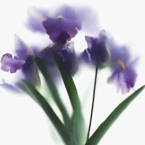 Purple Iris Bunch Floral Art Print