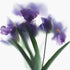 Purple Iris Bunch Floral Art Print